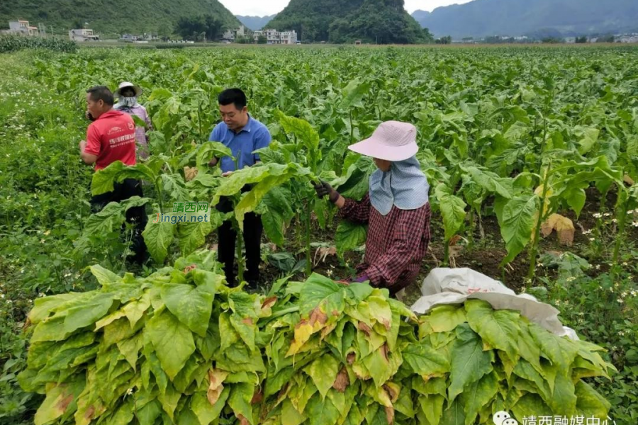 靖西市烟叶获丰收 烟农欢喜烤烟忙 - 靖西市·靖西网