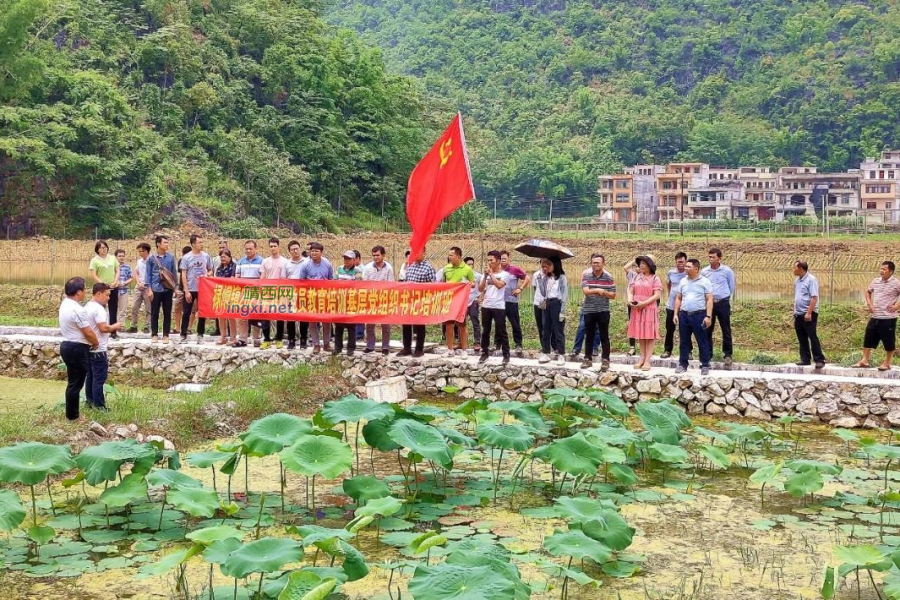 禄峒镇：多种教学方式，稳步推进党建工作 - 靖西市·靖西网