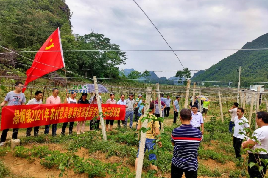 禄峒镇：多种教学方式，稳步推进党建工作 - 靖西市·靖西网