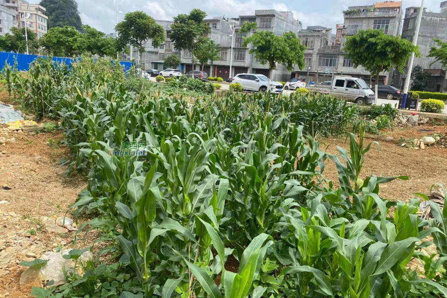 靖西很多待建空地，但却种满了菜，是否违规？？ - 靖西市·靖西网