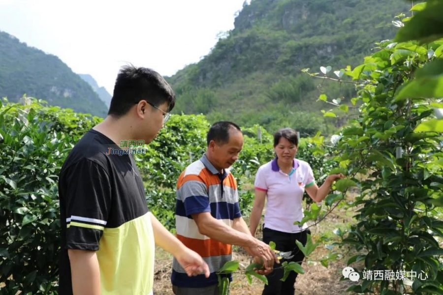 起步即奔跑，渠洋这个村在乡村振兴开局时定下“三个一百”目标 - 靖西市·靖西网
