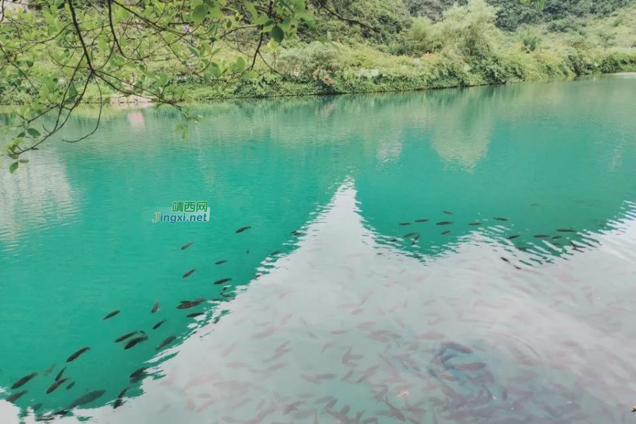 绝绝子｜靖西竟有如此清凉的夏天！快来一起纵情“花花的世界” - 靖西市·靖西网