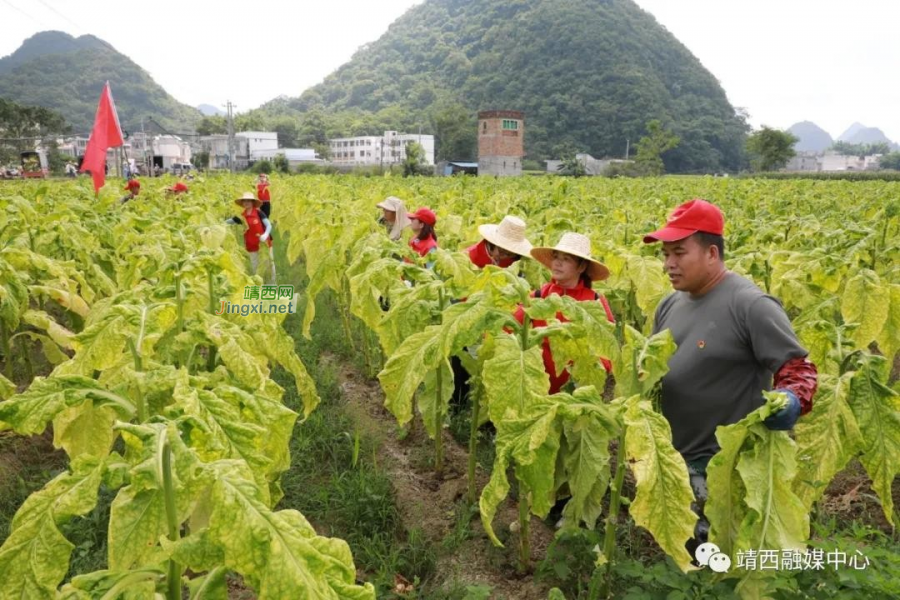 靖西市新靖镇：党员下烟田，助农摘烟忙 - 靖西市·靖西网