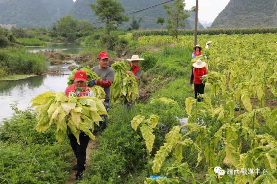 靖西市新靖镇：党员下烟田，助农摘烟忙 - 靖西市·靖西网