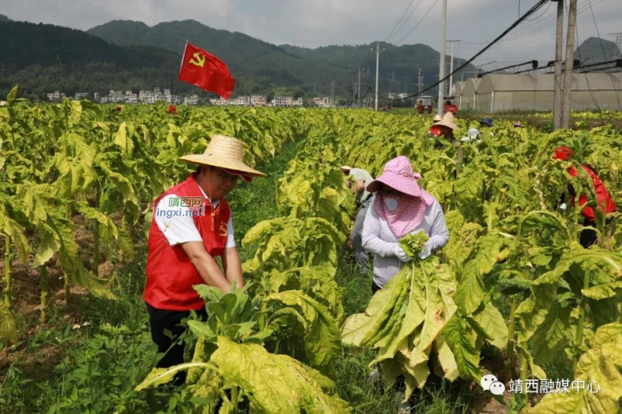 靖西市新靖镇：党员下烟田，助农摘烟忙 - 靖西市·靖西网