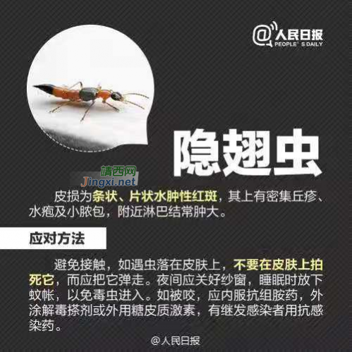 近期爆发！柳州男子被这“小东西”咬伤后昏厥，严重者可致命 - 靖西市·靖西网