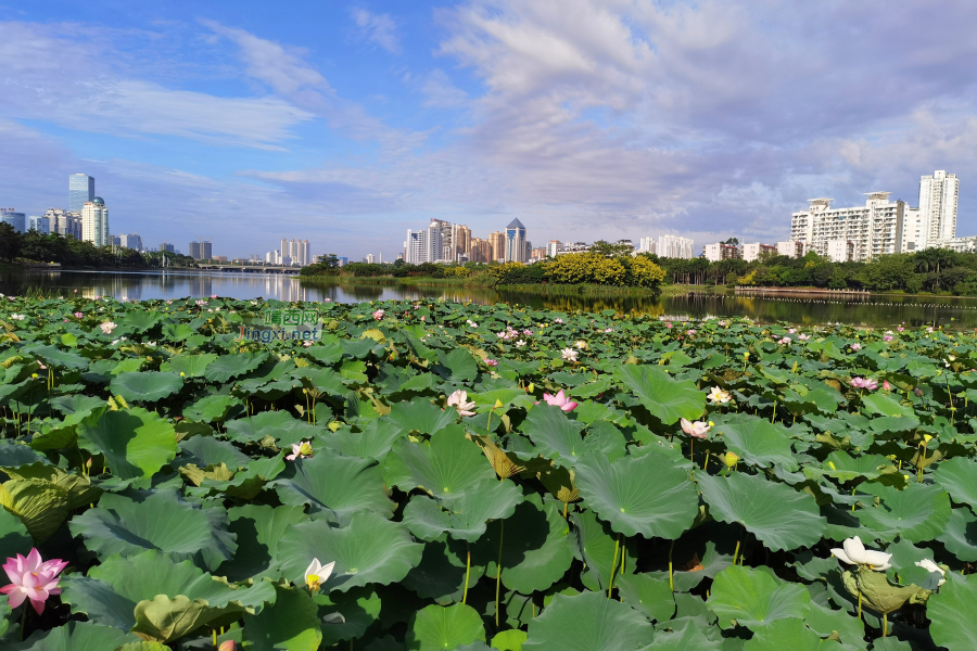 夏日荷花别样红 - 靖西市·靖西网
