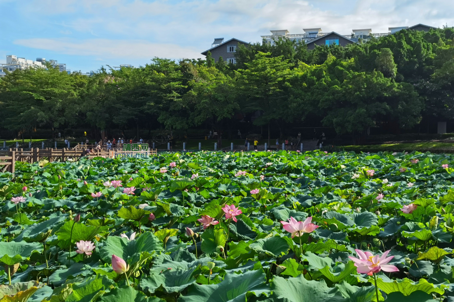 夏日荷花别样红 - 靖西市·靖西网