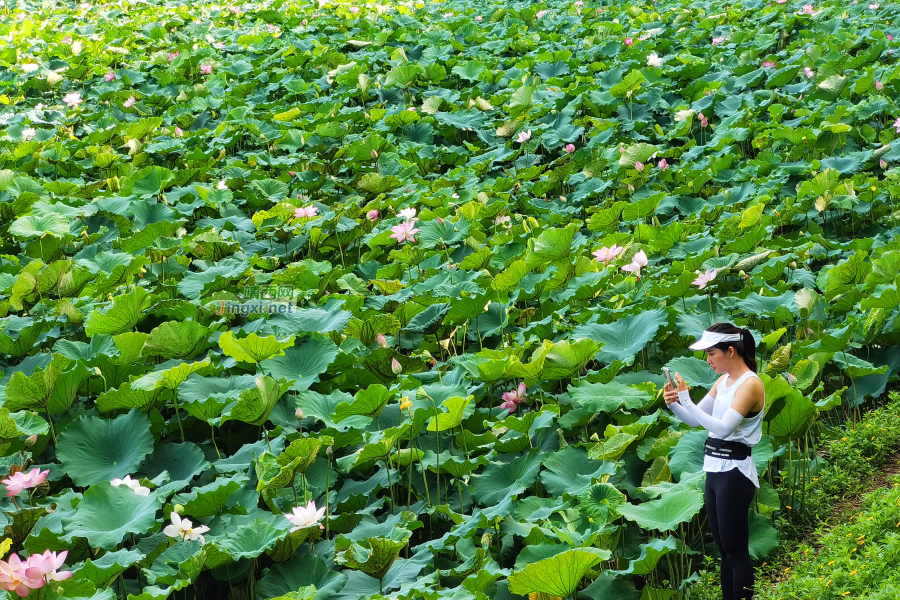 夏日荷花别样红 - 靖西市·靖西网