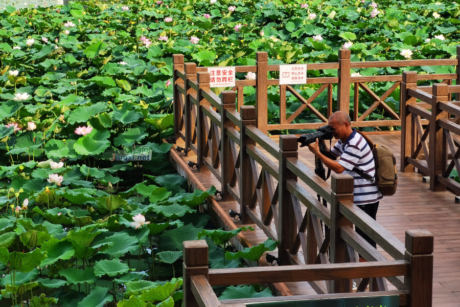 夏日荷花别样红 - 靖西市·靖西网