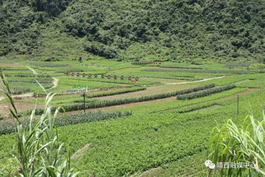 靖西，种桑养蚕全村共致富 为乡村振兴找“丝”路 - 靖西市·靖西网