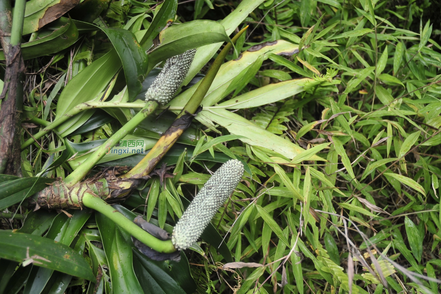 求助公凹，问两种中医草药的学名 - 靖西市·靖西网