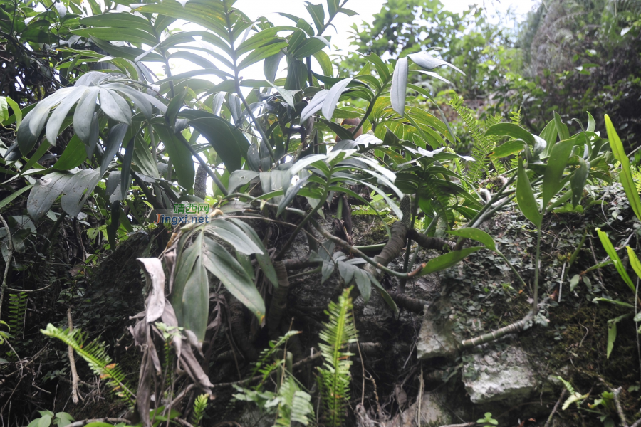 求助公凹，问两种中医草药的学名 - 靖西市·靖西网