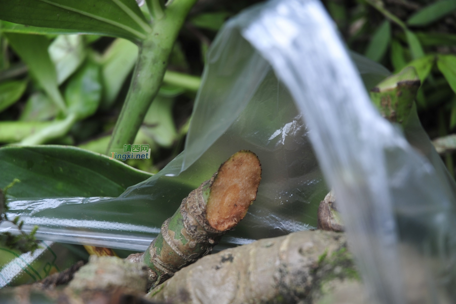 求助公凹，问两种中医草药的学名 - 靖西市·靖西网