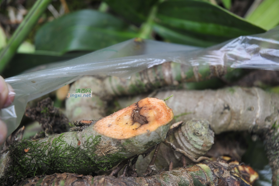 求助公凹，问两种中医草药的学名 - 靖西市·靖西网