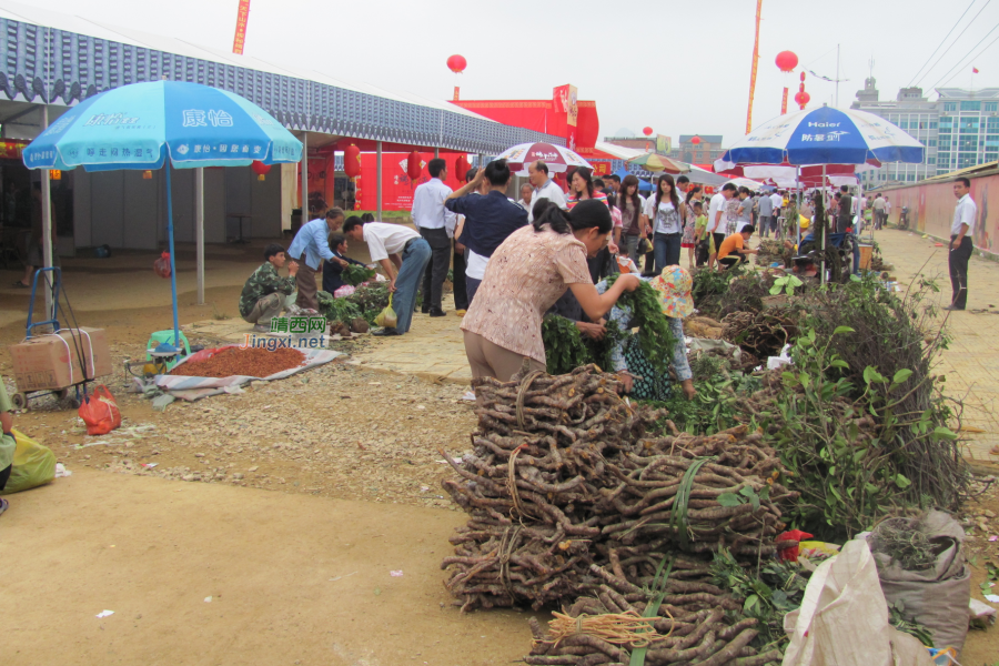 求助公凹，问两种中医草药的学名 - 靖西市·靖西网