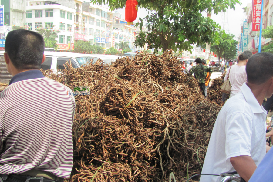 求助公凹，问两种中医草药的学名 - 靖西市·靖西网