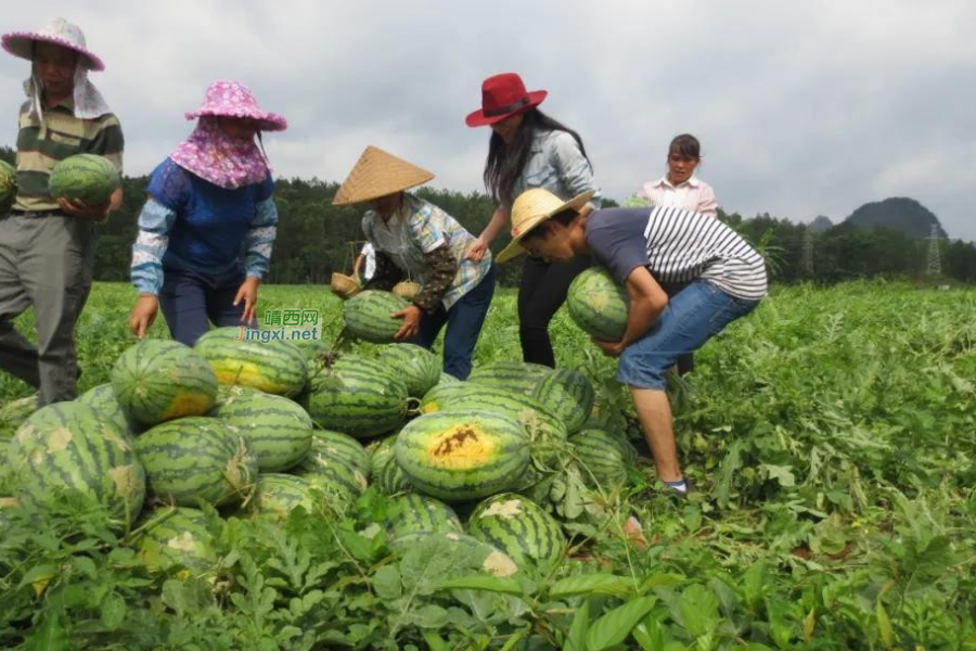 新甲乡：让党旗在基层一线高高飘扬 - 靖西市·靖西网