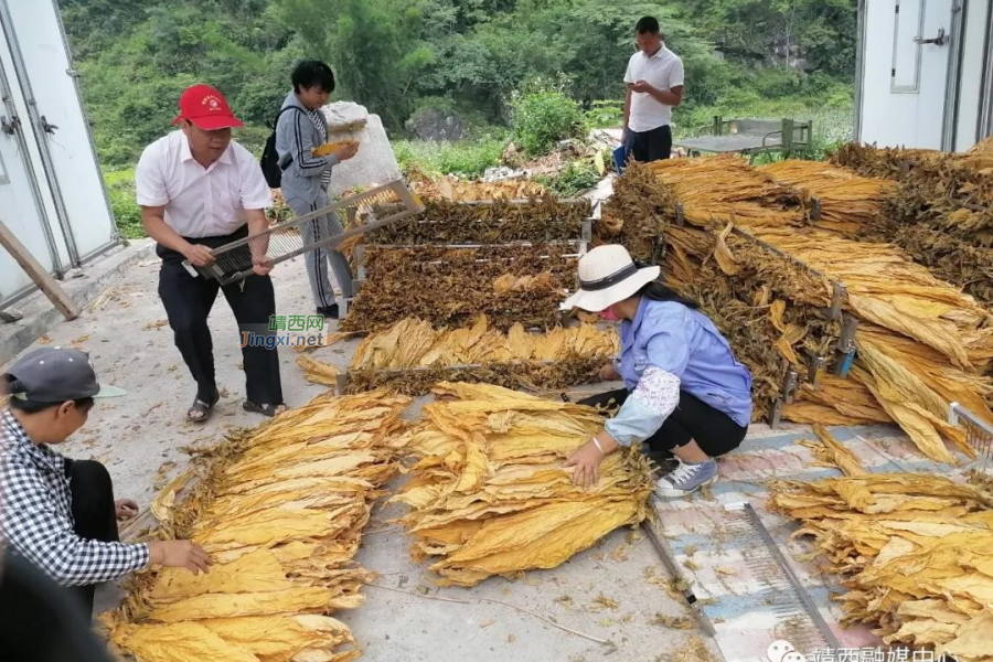 靖西市安宁乡：农忙时节插秧忙 工作队助力暖民心 - 靖西市·靖西网