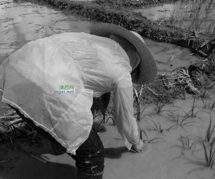 我家住农村，靖西山旮旯，除了成功，我别无选择…… - 靖西市·靖西网