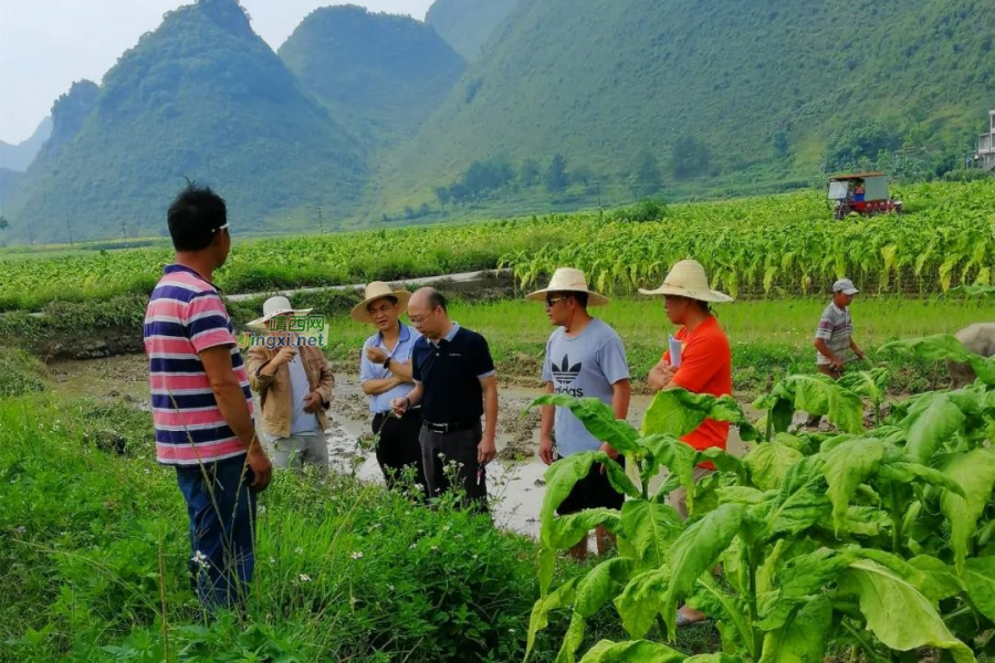 靖西市结合边境特色开展庆祝建党100周年活动 - 靖西市·靖西网