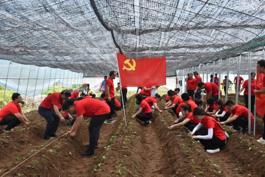 靖西市委组织部开展“七一”建党100周年主题党日活动 - 靖西市·靖西网