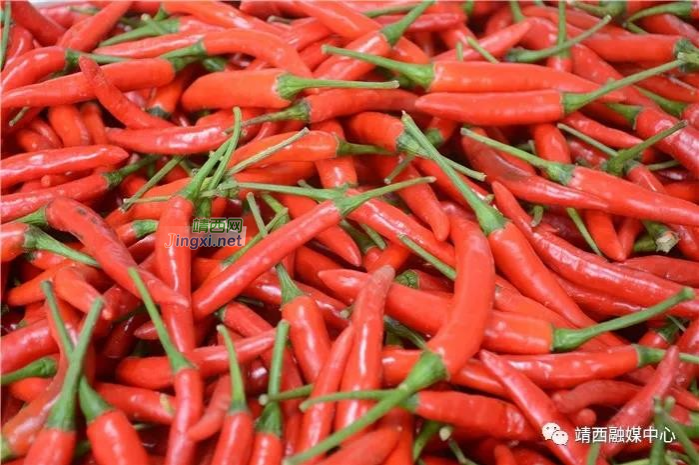 畅销粤港澳市场！靖西朝天椒红火上市 - 靖西市·靖西网