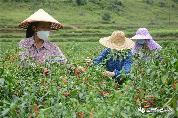 畅销粤港澳市场！靖西朝天椒红火上市 - 靖西市·靖西网