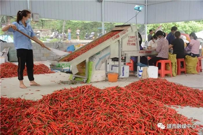 畅销粤港澳市场！靖西朝天椒红火上市 - 靖西市·靖西网