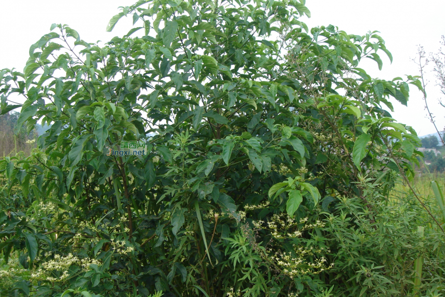 求助公凹，问两种中医草药的学名 - 靖西市·靖西网