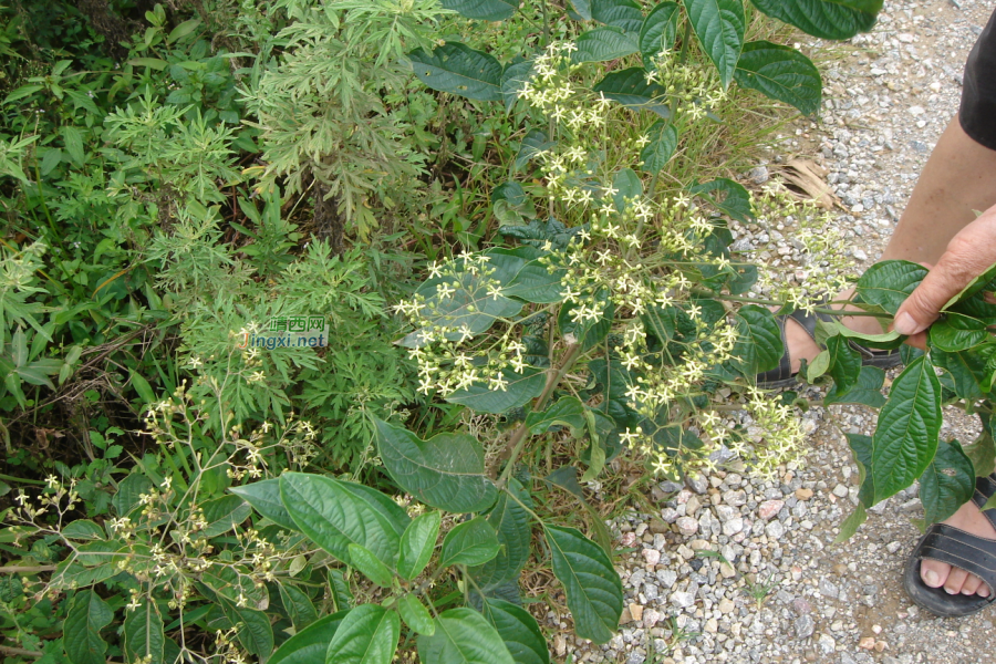 求助公凹，问两种中医草药的学名 - 靖西市·靖西网