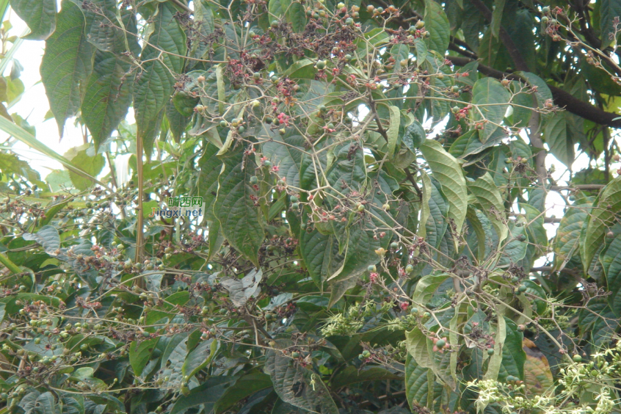 求助公凹，问两种中医草药的学名 - 靖西市·靖西网