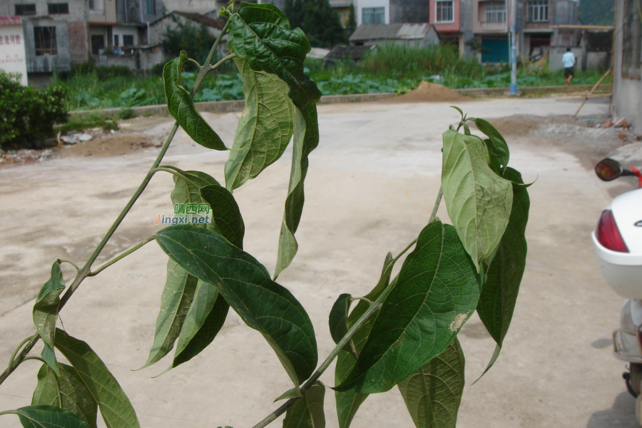 求助公凹，问两种中医草药的学名 - 靖西市·靖西网