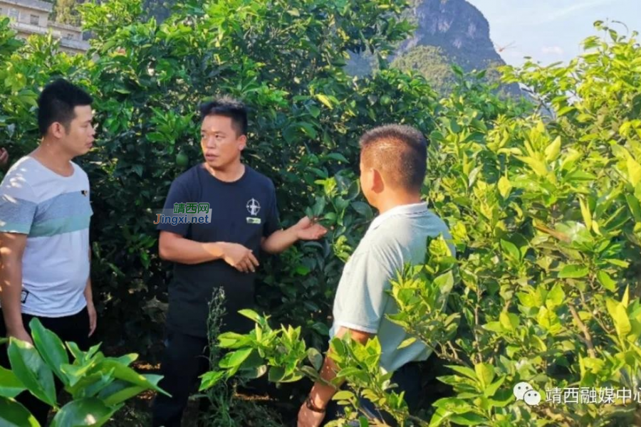 靖西安宁乡：利定村党总支部开展主题党日暨产业发展交流学习活动 - 靖西市·靖西网