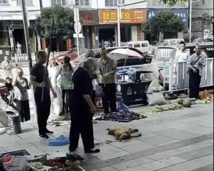 惊恐！老人街头被恶犬咬伤，血流满地，老人面部多处受伤！ - 靖西市·靖西网