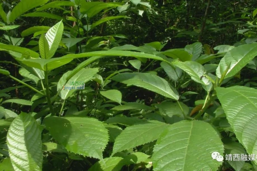 通灵：灵山秀水奇峡谷 夏日避暑好去处 - 靖西市·靖西网