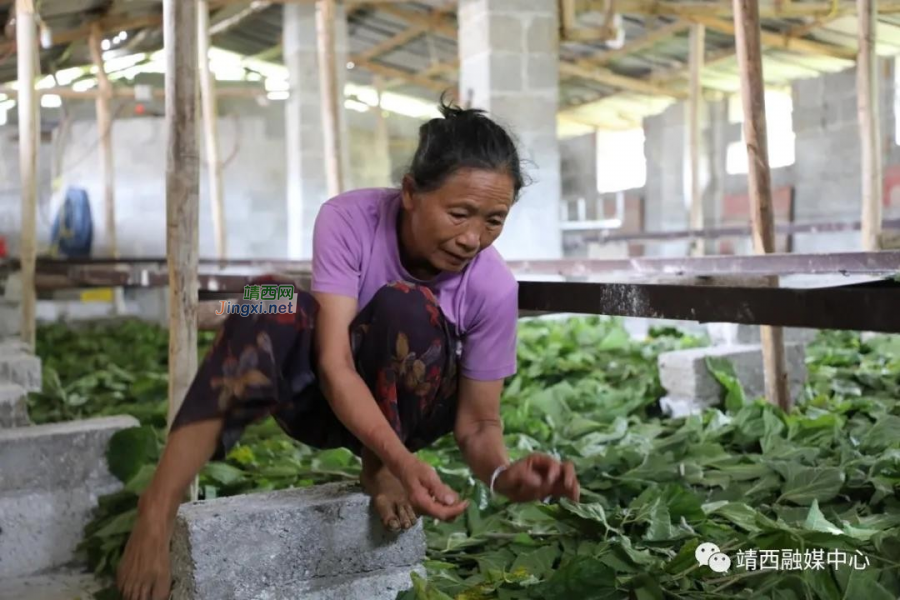 靖西市南坡乡老党员黄文学——乡亲们的致富“主心骨” - 靖西市·靖西网