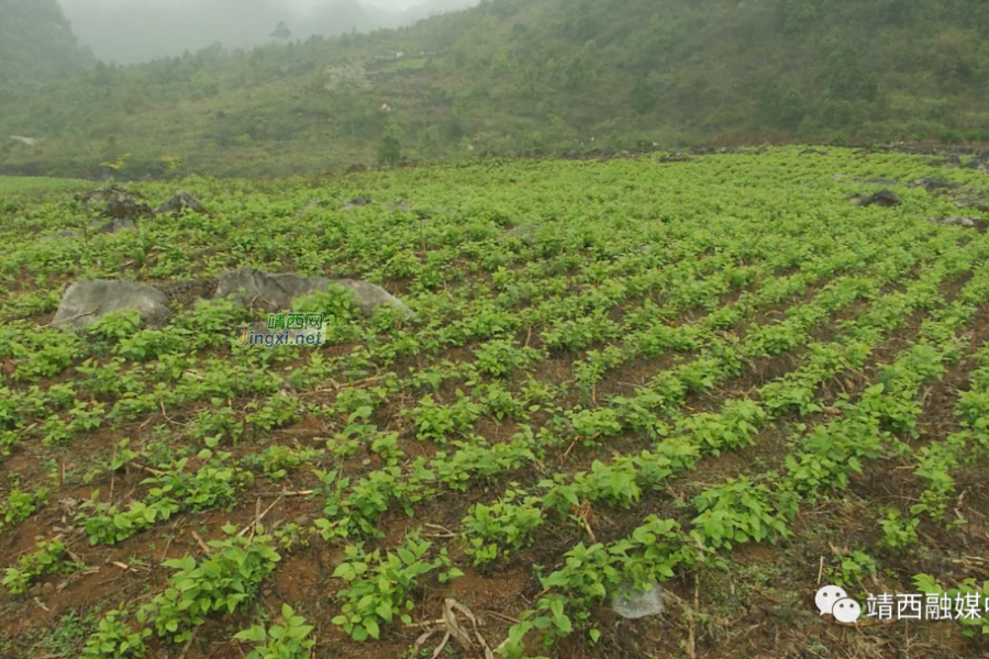 靖西市南坡乡老党员黄文学——乡亲们的致富“主心骨” - 靖西市·靖西网