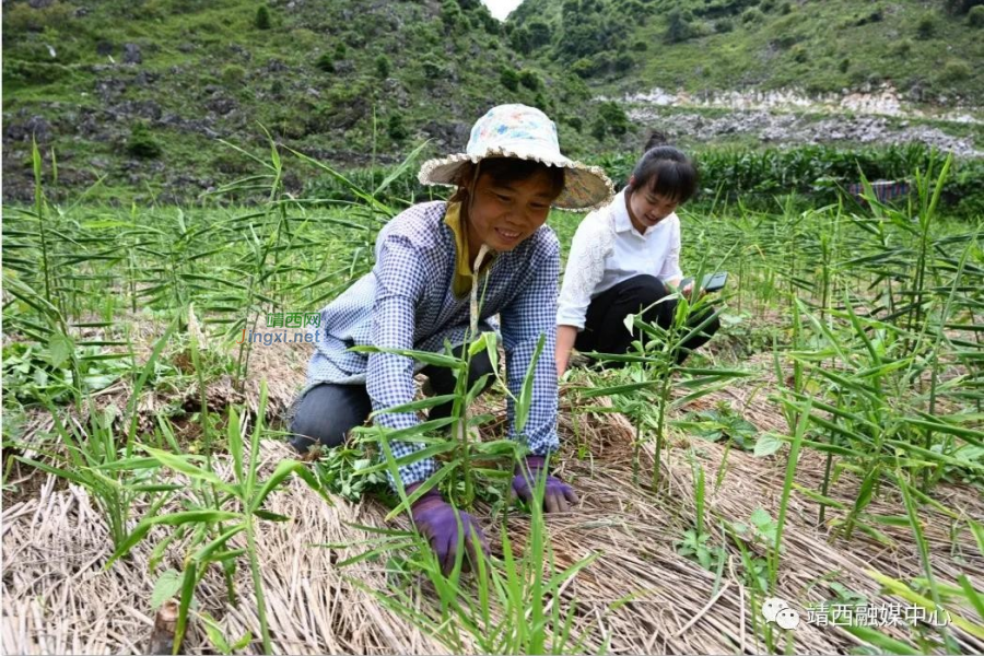 点赞！安宁乡这名村支书不一般！ - 靖西市·靖西网