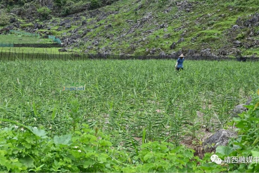 点赞！安宁乡这名村支书不一般！ - 靖西市·靖西网