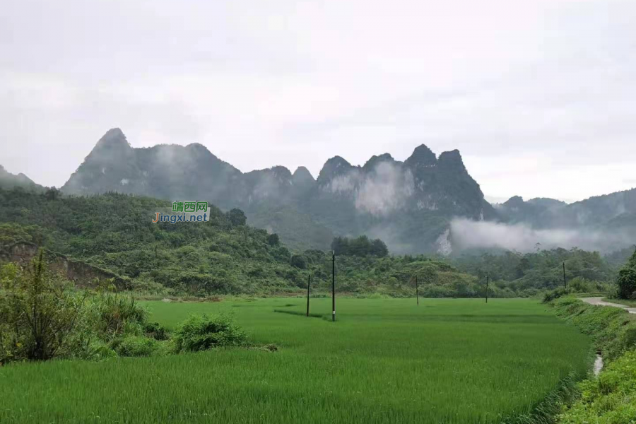 靖西山村晨景，绘出水墨丹青 - 靖西市·靖西网