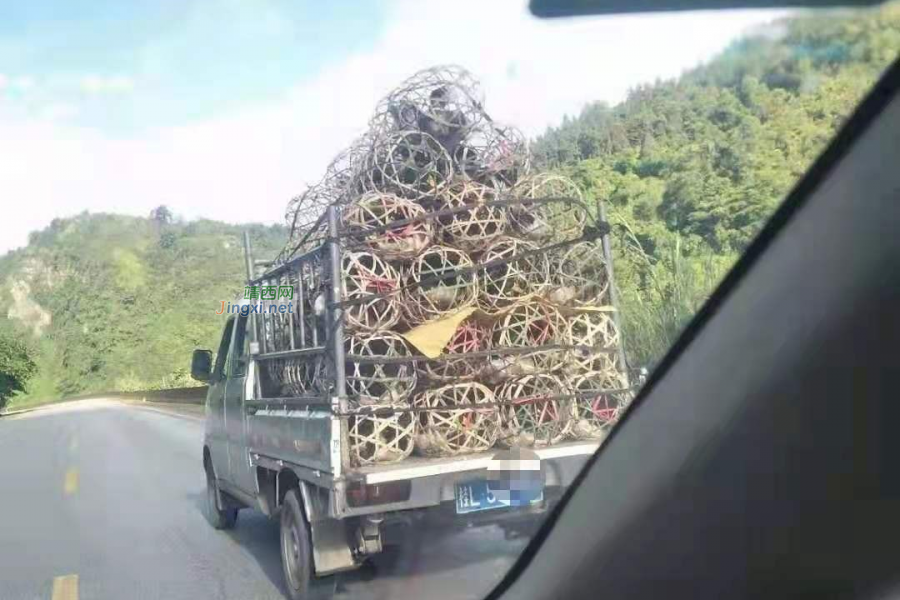 在靖西，又到了论鸭子的非常时期了 - 靖西市·靖西网