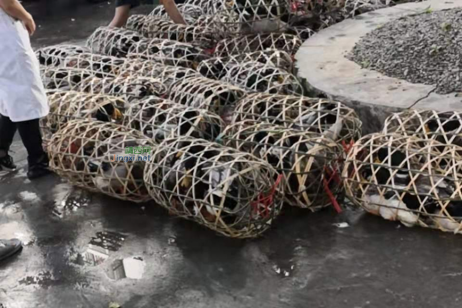 在靖西，又到了论鸭子的非常时期了 - 靖西市·靖西网