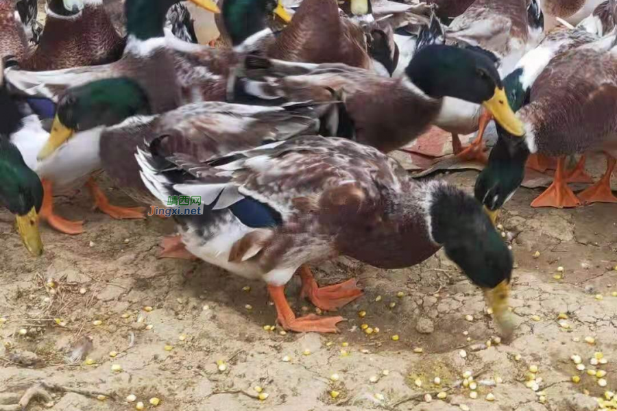 在靖西，又到了论鸭子的非常时期了 - 靖西市·靖西网