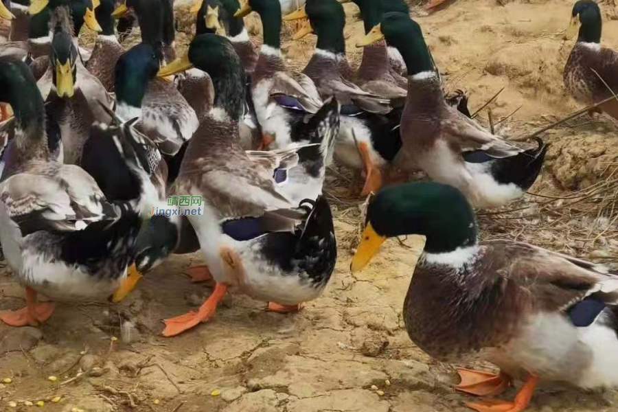 在靖西，又到了论鸭子的非常时期了 - 靖西市·靖西网