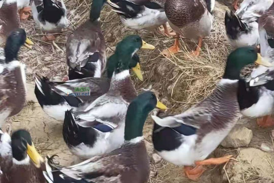 在靖西，又到了论鸭子的非常时期了 - 靖西市·靖西网