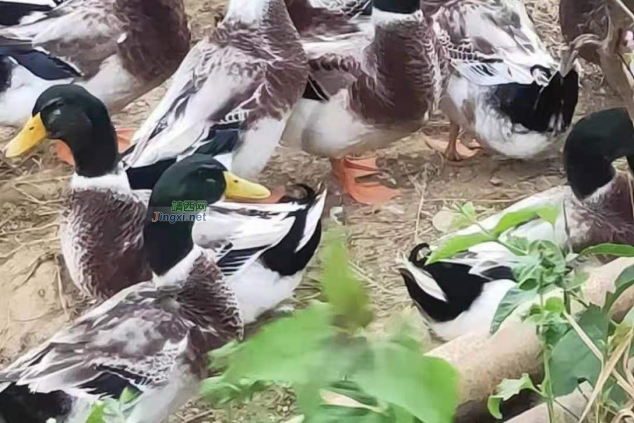 在靖西，又到了论鸭子的非常时期了 - 靖西市·靖西网
