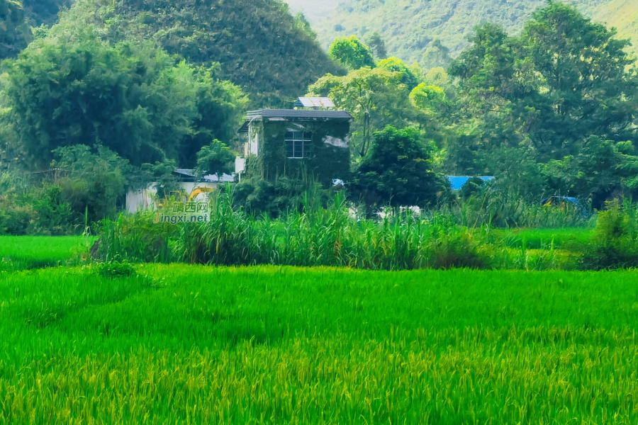 没有心灵鸡汤，确有美丽风光 - 靖西市·靖西网