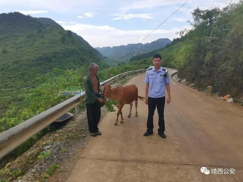 靖西新甲乡百叫屯村民黄牛走失，民警一个小时找回.... - 靖西市·靖西网