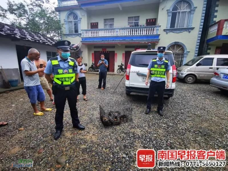 这个“吃鸡高手”，惊动警察 - 靖西市·靖西网